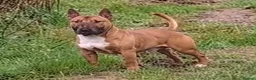 Miniature Bull terrier dogs for sale: Miniature Bull Terrier  in Neath - Advert 10