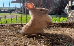 Dutch rabbits for sale: Rabbits ready to go now  - Image 4