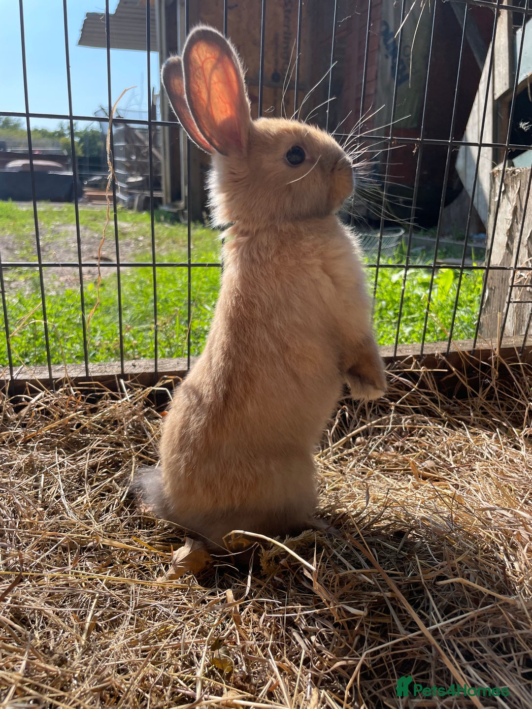 Dutch rabbits for sale: Rabbits ready to go now  - Image 4