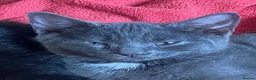 Mixed Breed cats for sale: Kittens For sale mixed Bread - Advert 5