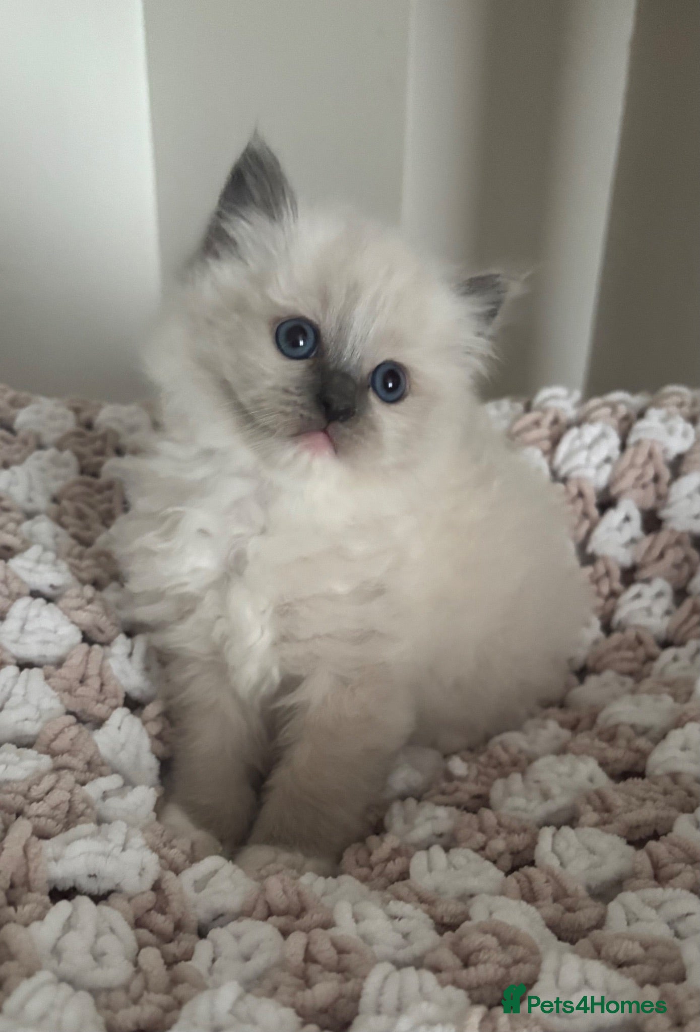 Ragdoll cats Gorgeous Blue  gccf kittens available 💜💜💜 - Advert 9