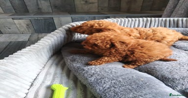 Poodle dogs - Advert 14
