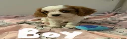 Cavalier King Charles Spaniel dogs for sale: ⭐️⭐️⭐️⭐️⭐️ King Charles cavalier puppy’s  - Advert 13