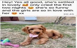 Cockapoo dogs for sale: 4⭐️Licensed Breeder Cockapoo Puppies - Image 23