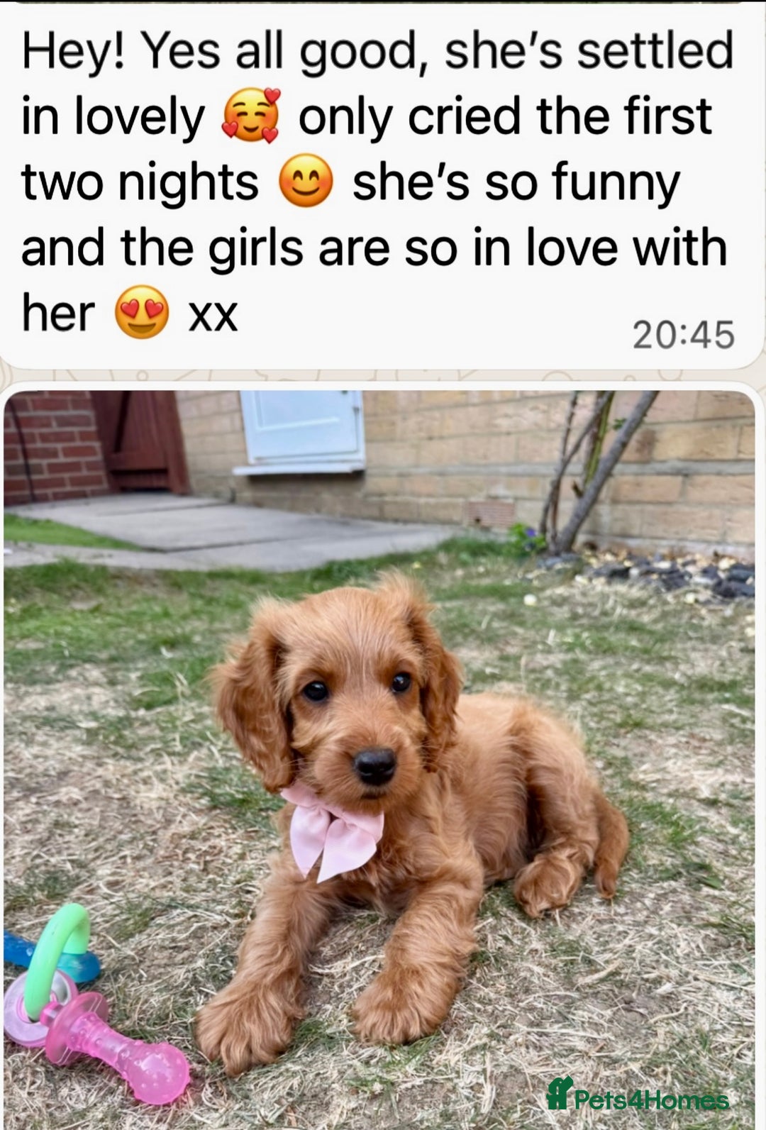 Cockapoo dogs for sale: 4⭐️Licensed Breeder Cockapoo Puppies - Image 23