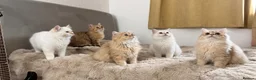 British Longhair cats for sale: Adorable GCCF British LH & SH Kittens - Advert 1