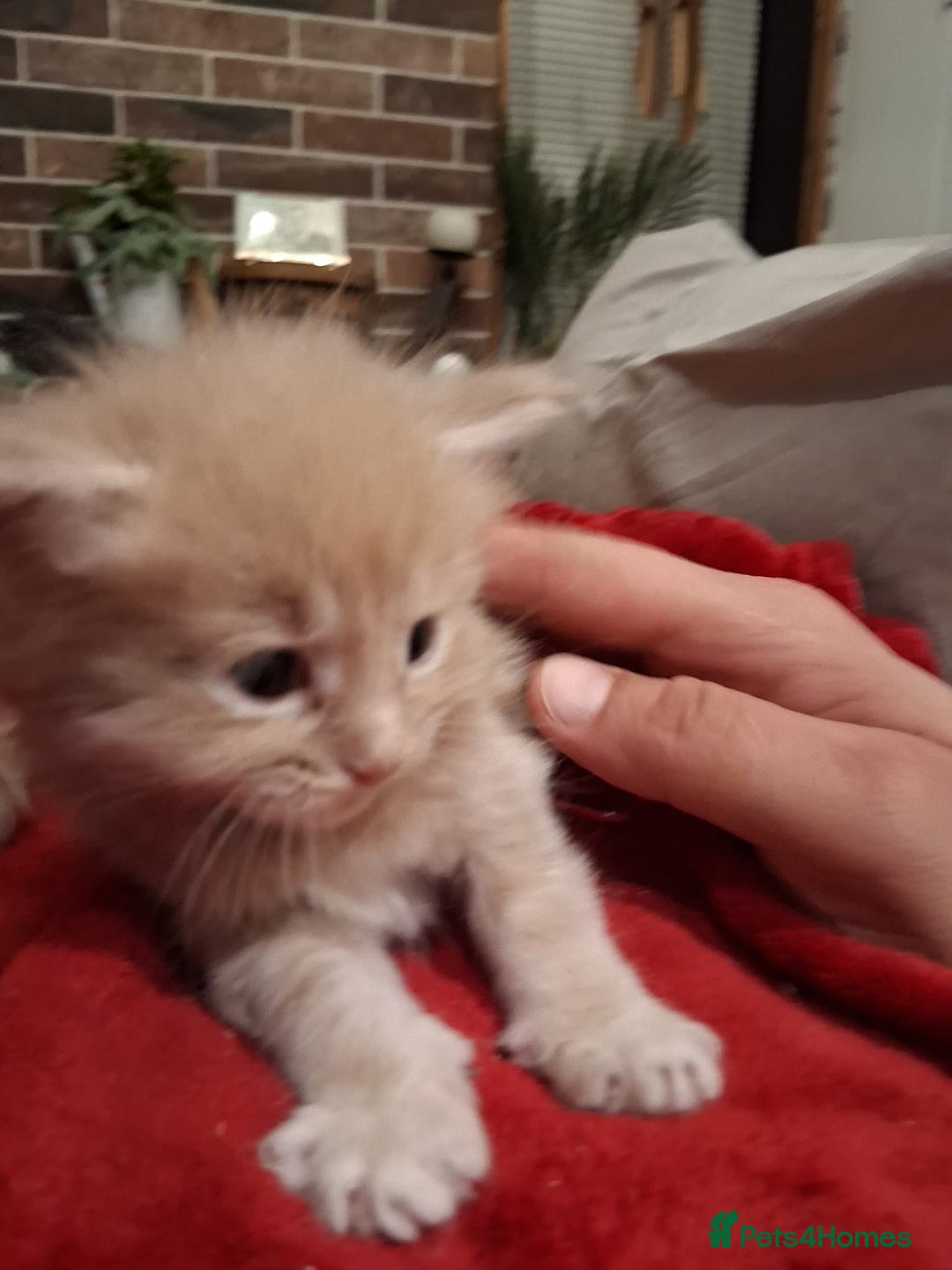 Maine Coon cats for sale: Maine Coon pedigre XL - Image 6