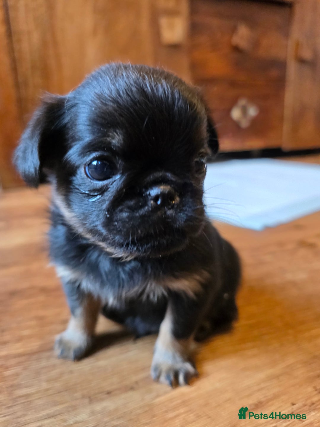 Griffon Bruxellois dogs for sale: KC Registered Rough Brussels Griffon  - Advert 17