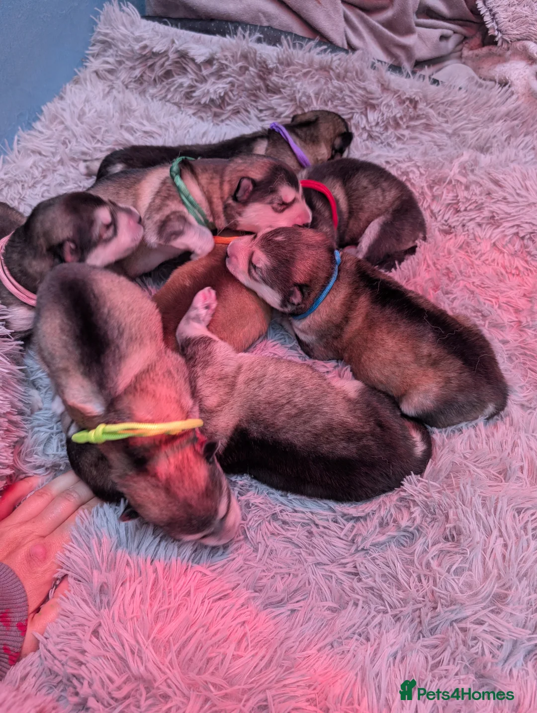Alaskan Malamute dogs for sale: Champ KC Registered Alaskan Malamute Puppies - Advert 1