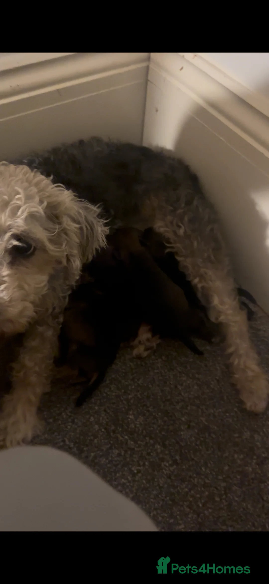 Mixed Breed dogs for sale: BORDER TERRIER X BEDLINGTON TERRIER - Advert 1