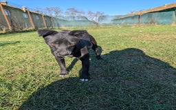 Mixed Breed dogs for adoption: Spirit for adoption - Image 8