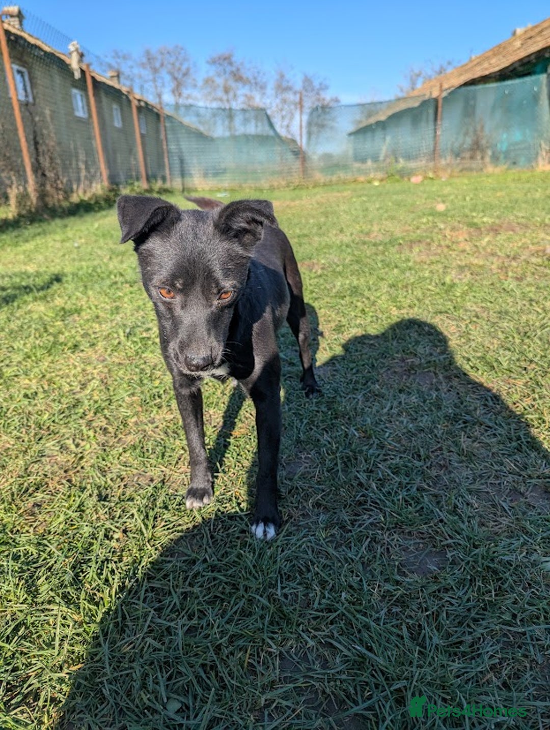 Mixed Breed dogs for adoption: Spirit for adoption - Image 8