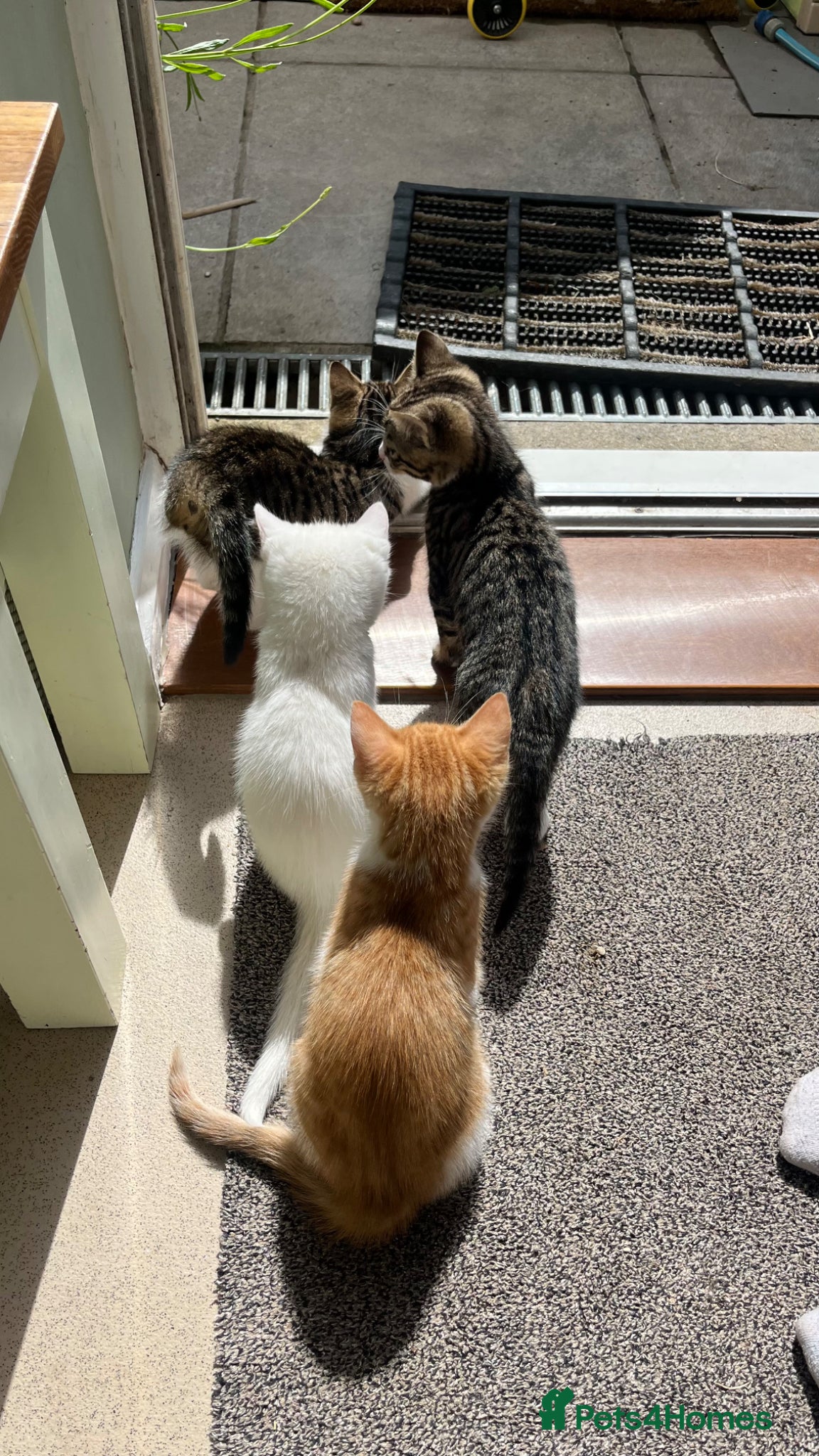 British Shorthair cats *Ready now* 2 male kittens  - Advert 9
