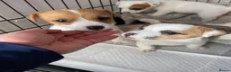 Jack Russell dogs for sale: Jack Russel Girls for sale  - Advert 3