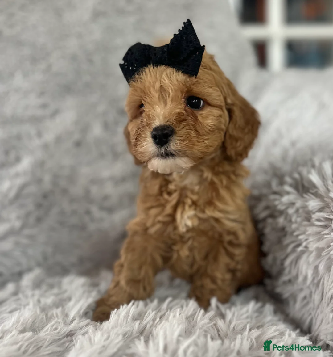 Cockapoo dogs for sale: Beautiful cockatoo puppies - Advert 8