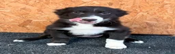 Border Collie dogs for sale: Stubleywood Border Collies - Advert 8