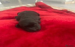 Mixed Breed dogs for sale: Cocker spaniel x  - Image 6