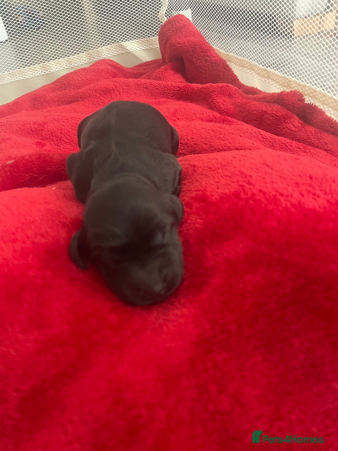 Mixed Breed dogs for sale: Cocker spaniel x  - Image 6