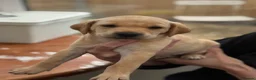 Labrador Retriever dogs for sale: Fox red Kc reg Labrador Retriever Puppies  - Advert 5