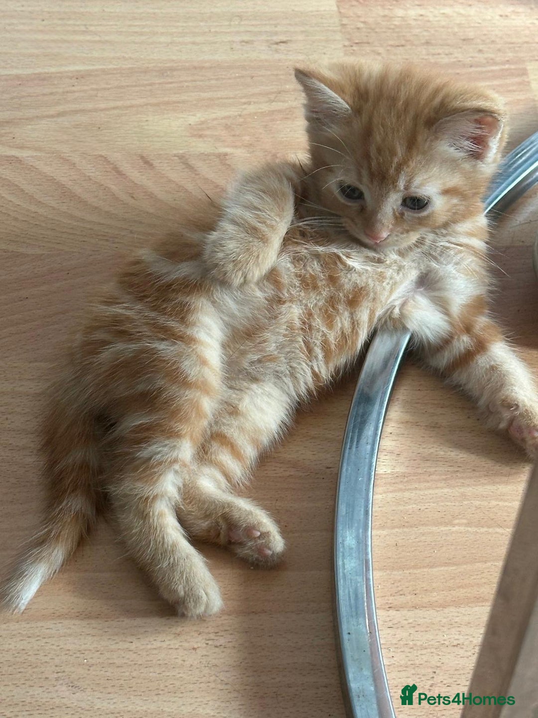 Mixed Breed cats for sale: 3  furbabies  looking for a forever home  - Image 6