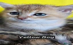 British Shorthair cats for sale: BSH GOLDEN KITTENS - Advert 40