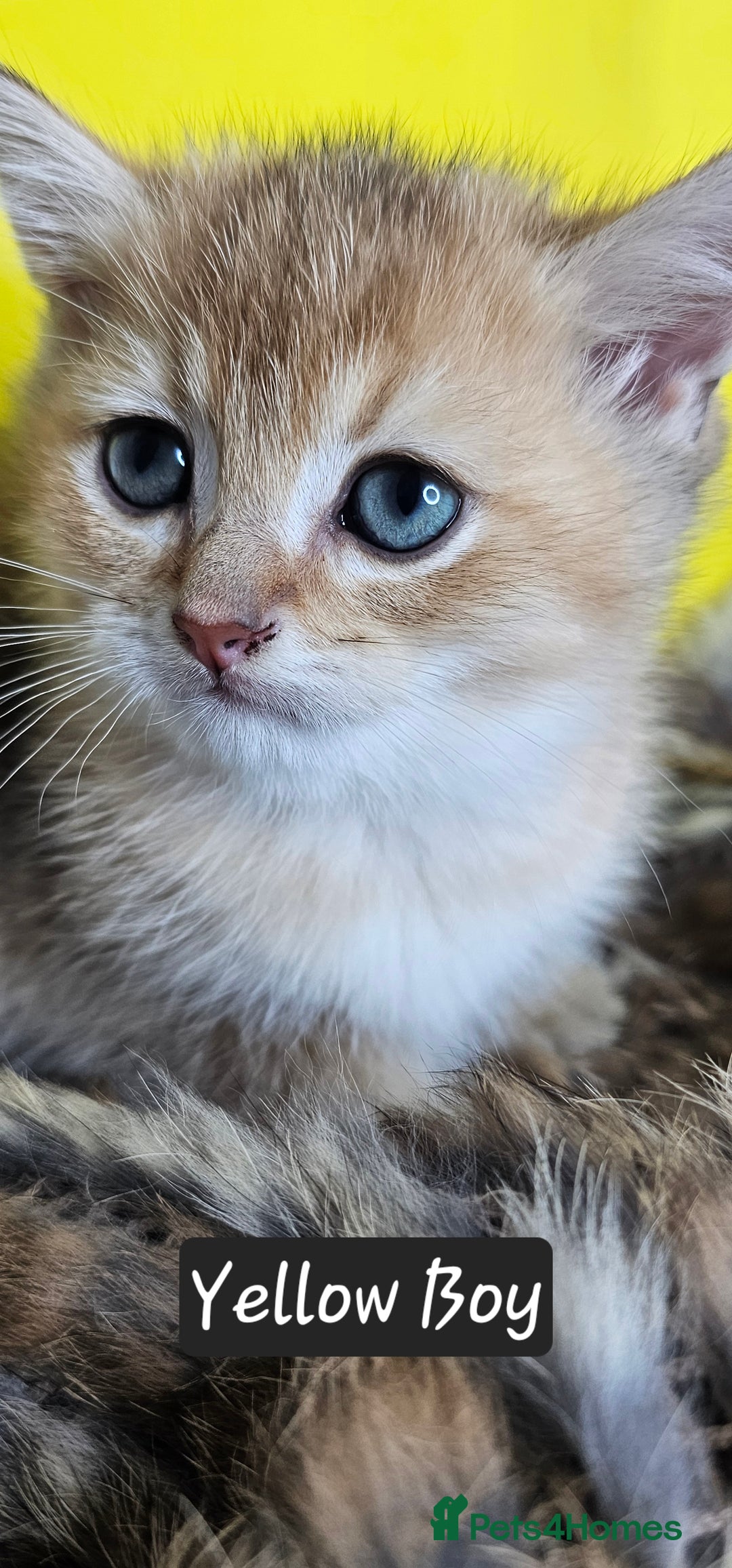 British Shorthair cats for sale: BSH GOLDEN KITTENS - Advert 40