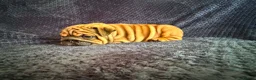 English Bulldog dogs for sale: Quality English bulldogs  - Advert 2
