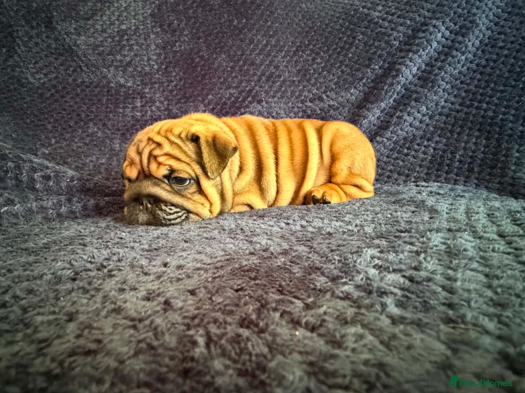 English Bulldog dogs for sale: Quality English bulldogs  - Advert 2