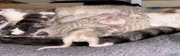 Bengal cats for sale: Stunning Cuddly Bengal Male Kitten - Blue Eyes  - Advert 6