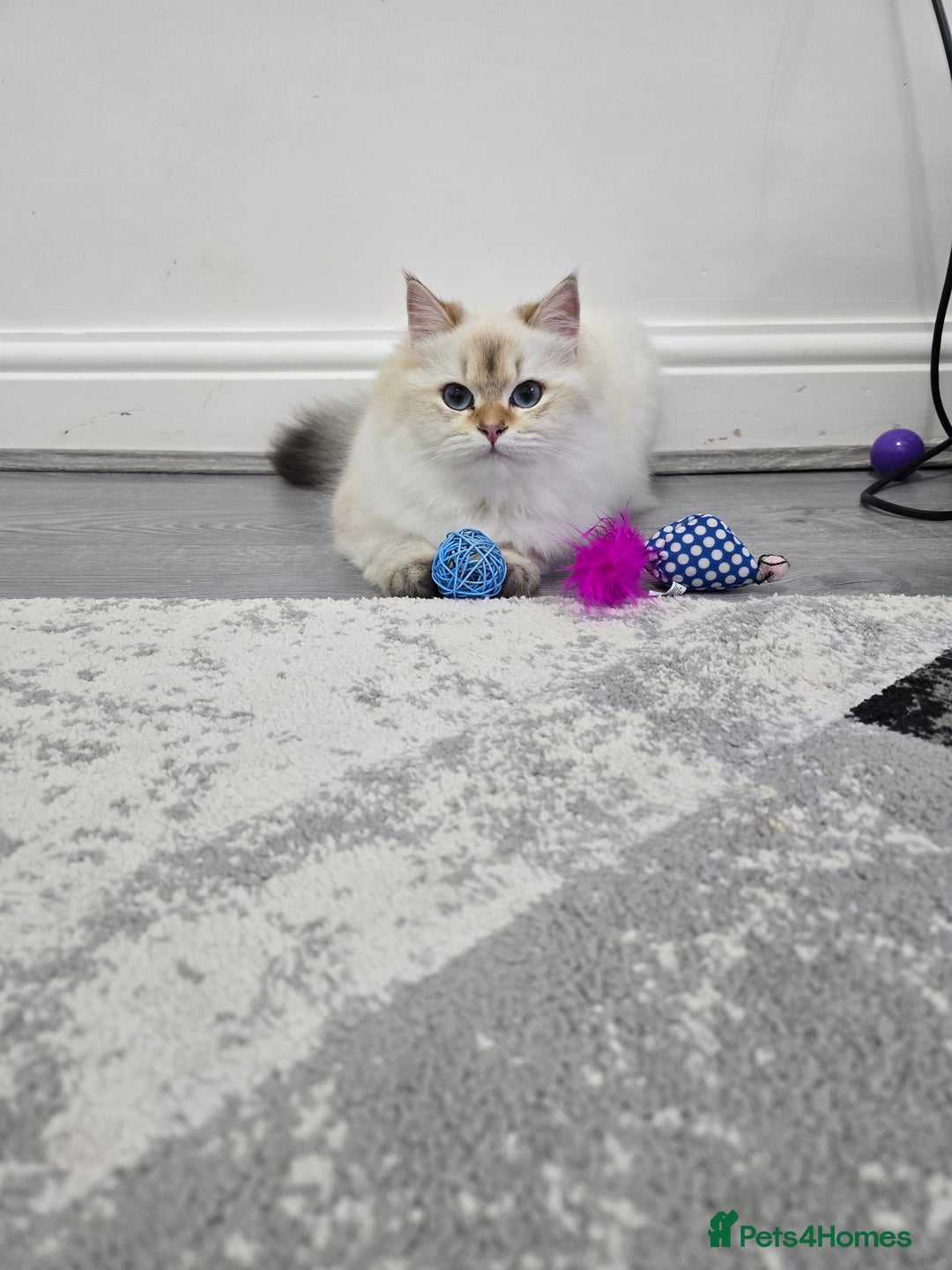 British Longhair cats for sale: Stunning Colour Point Girl - Advert 2