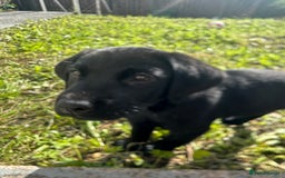 Labrador Retriever dogs for sale: Freddie is looking for his forever home  - Advert 9