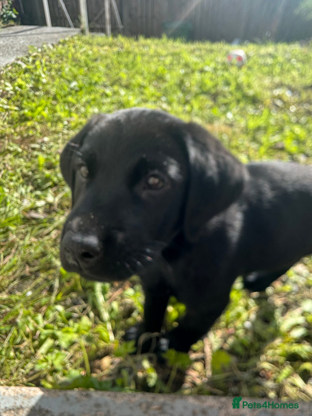 Labrador Retriever dogs for sale: Freddie is looking for his forever home  - Advert 9