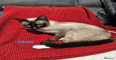 Snowshoe cats - Advert 5