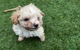 Cavapoo dogs for sale: Beautiful cavapoo puppies  - Image 17