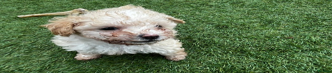 Cavapoo Puppy 4