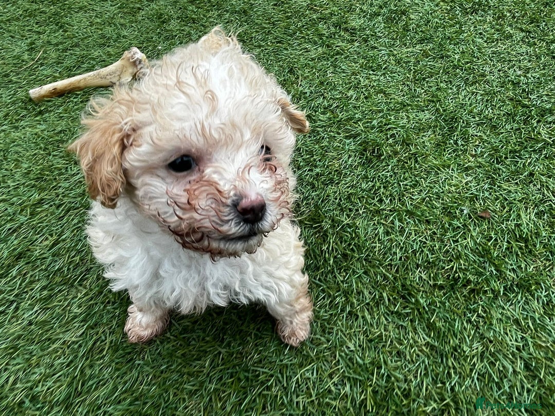 Cavapoo dogs for sale: Beautiful cavapoo puppies  - Image 17