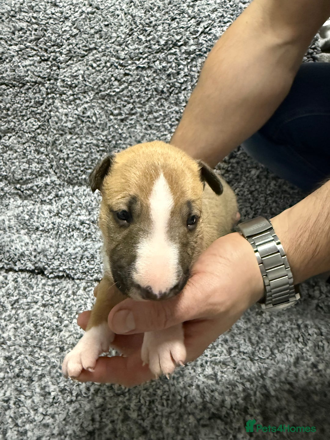 English Bull Terrier dogs for sale: KS-registered English Bull Terrier Puppies  - Advert 7