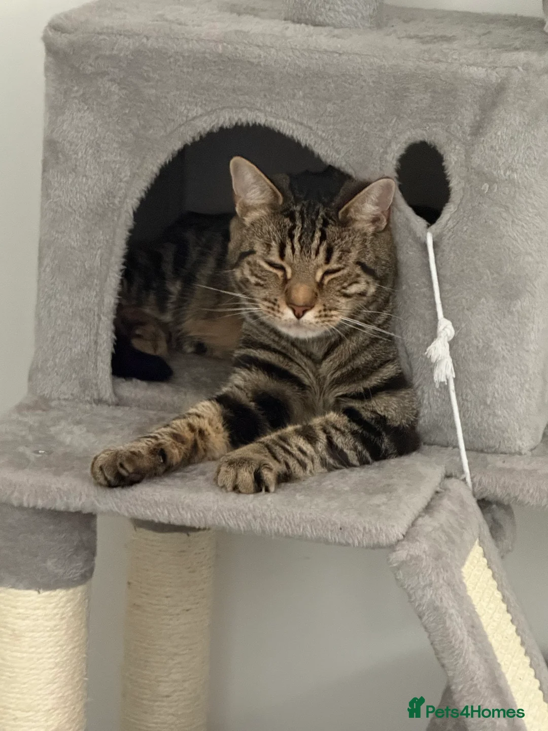 Mixed Breed cats for sale: Twin boys Ralph and Felix - Advert 9