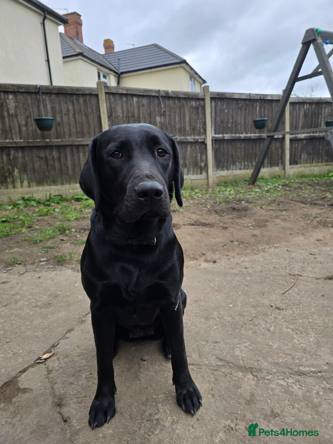 Labrador Retriever dogs for sale: Chunky cute lab pups for sale - Image 30