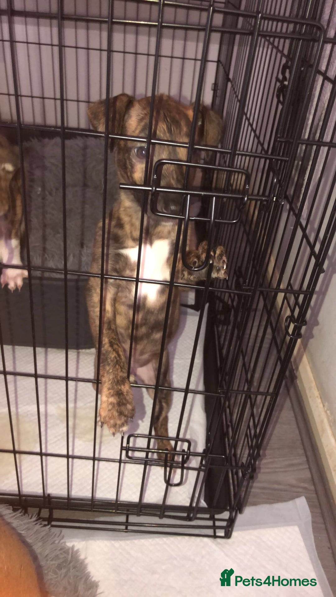 Mixed Breed dogs for sale: Lurcher/greyhound puppies - Image 6