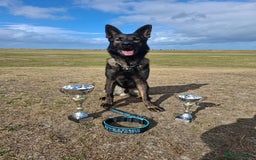 Mixed Breed dogs for sale: GSD × Dutch Herder – Top European Working Lines - Image 9