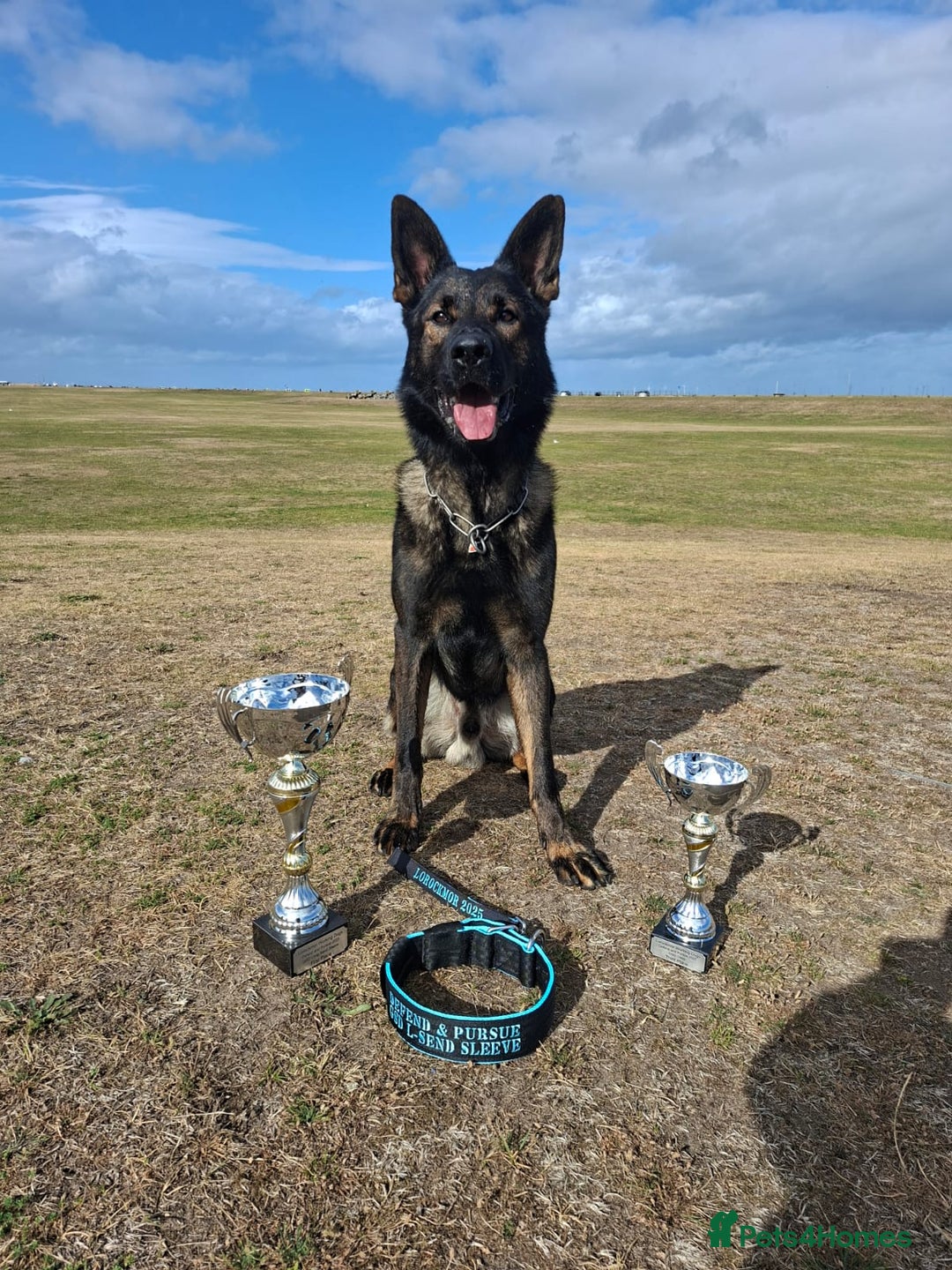 Mixed Breed dogs for sale: GSD × Dutch Herder – Top European Working Lines - Image 9