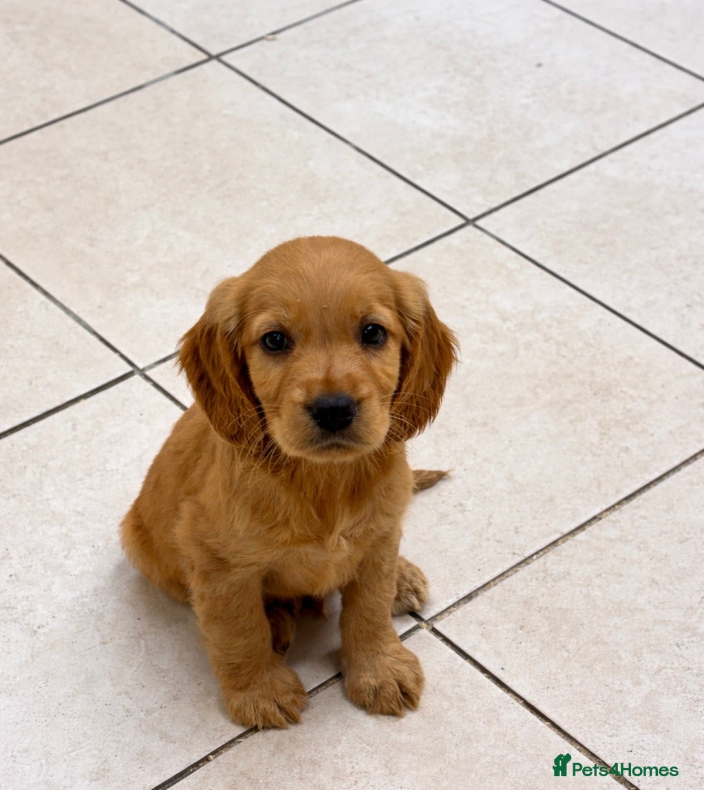 Cocker Spaniel dogs 🌈 Ready To Leave 🌈 - Advert 2