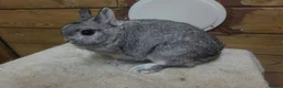 Netherland Dwarf rabbits for sale: Netherland dwarfs  - Advert 5
