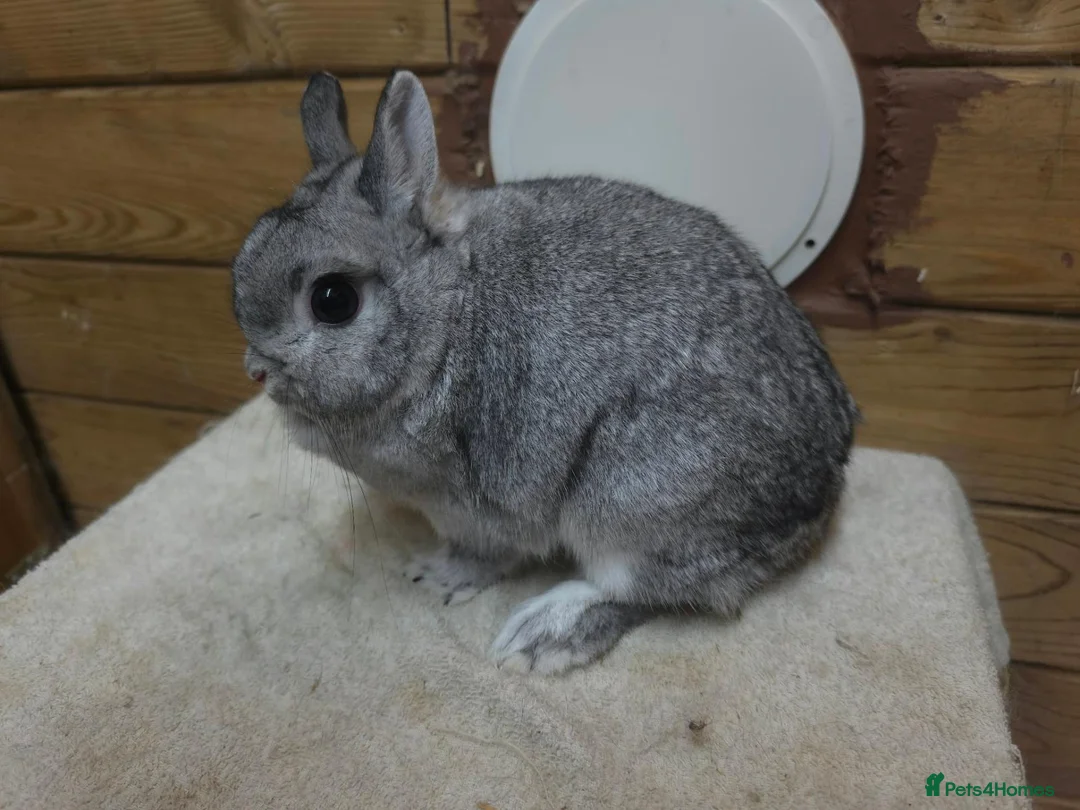 Netherland Dwarf rabbits for sale: Netherland dwarfs  - Advert 5