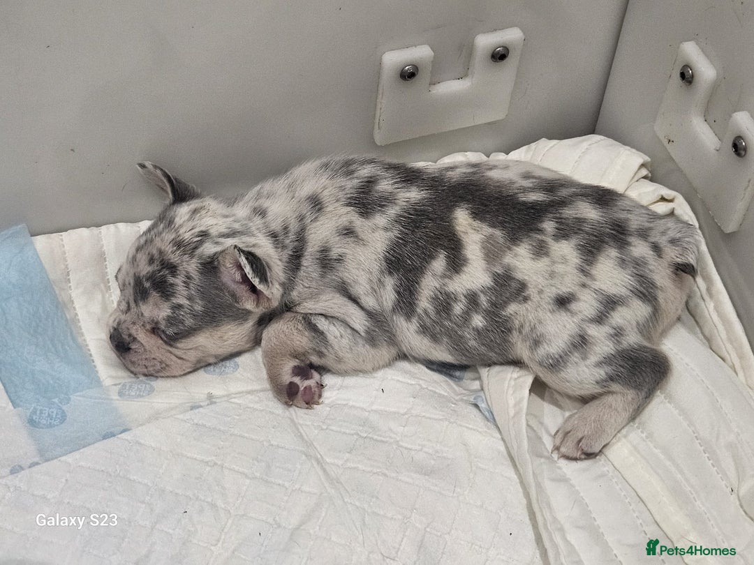 French Bulldog dogs for sale: ⭐️⭐️⭐️⭐️litter of 6 Beautiful french bulldogs 😍🏠 in Southampton - Image 20