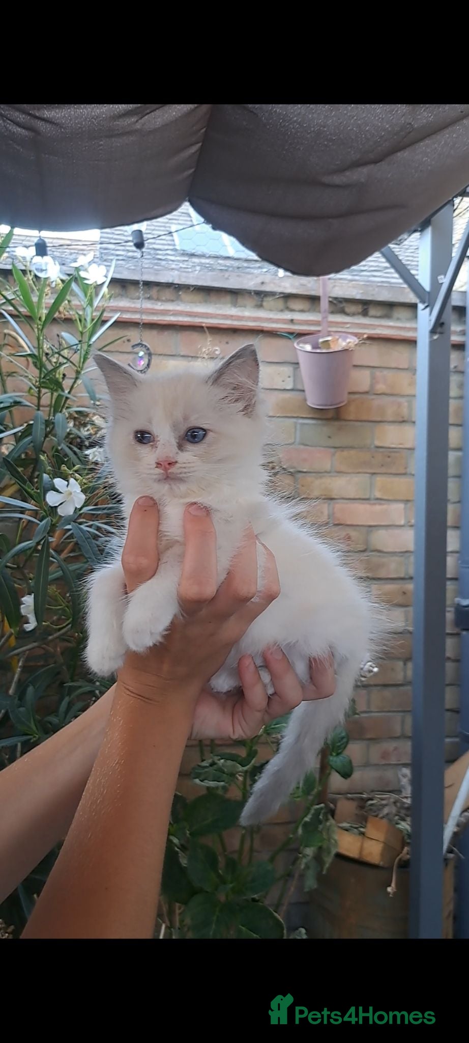Ragdoll cats Male lilac bi colour - Advert 3