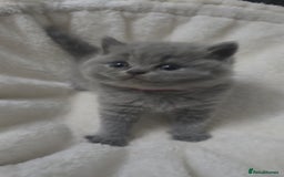 British Shorthair cats for sale: First Litter British Shorthair Pedigree Breed Blue - Image 7