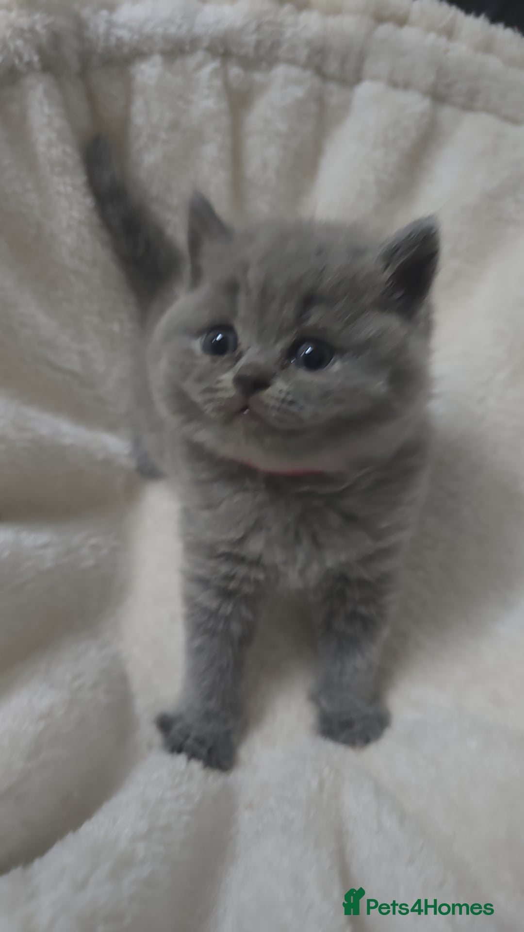 British Shorthair cats for sale: First Litter British Shorthair Pedigree Breed Blue - Image 7