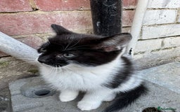 British Shorthair cats for sale: Cats for sale - Image 15